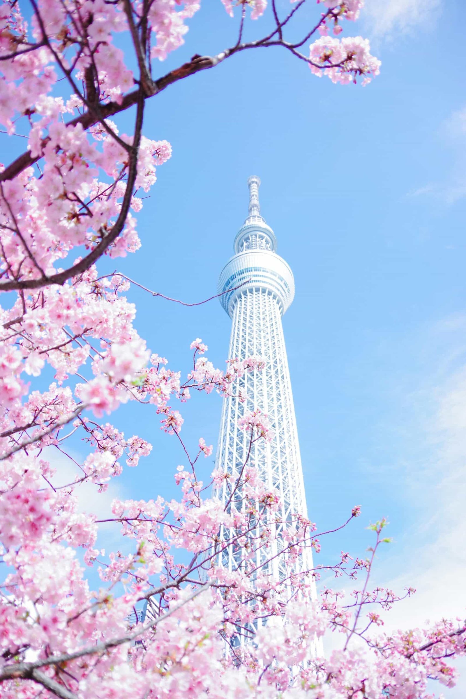 Tokyo Skytree vista de baixo cercada de flores de cerejeira.