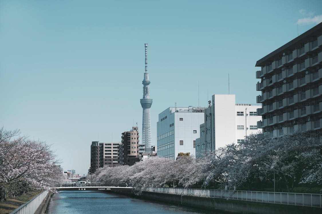 Skytree vista a partir de um rio cercado de cerejeiras.