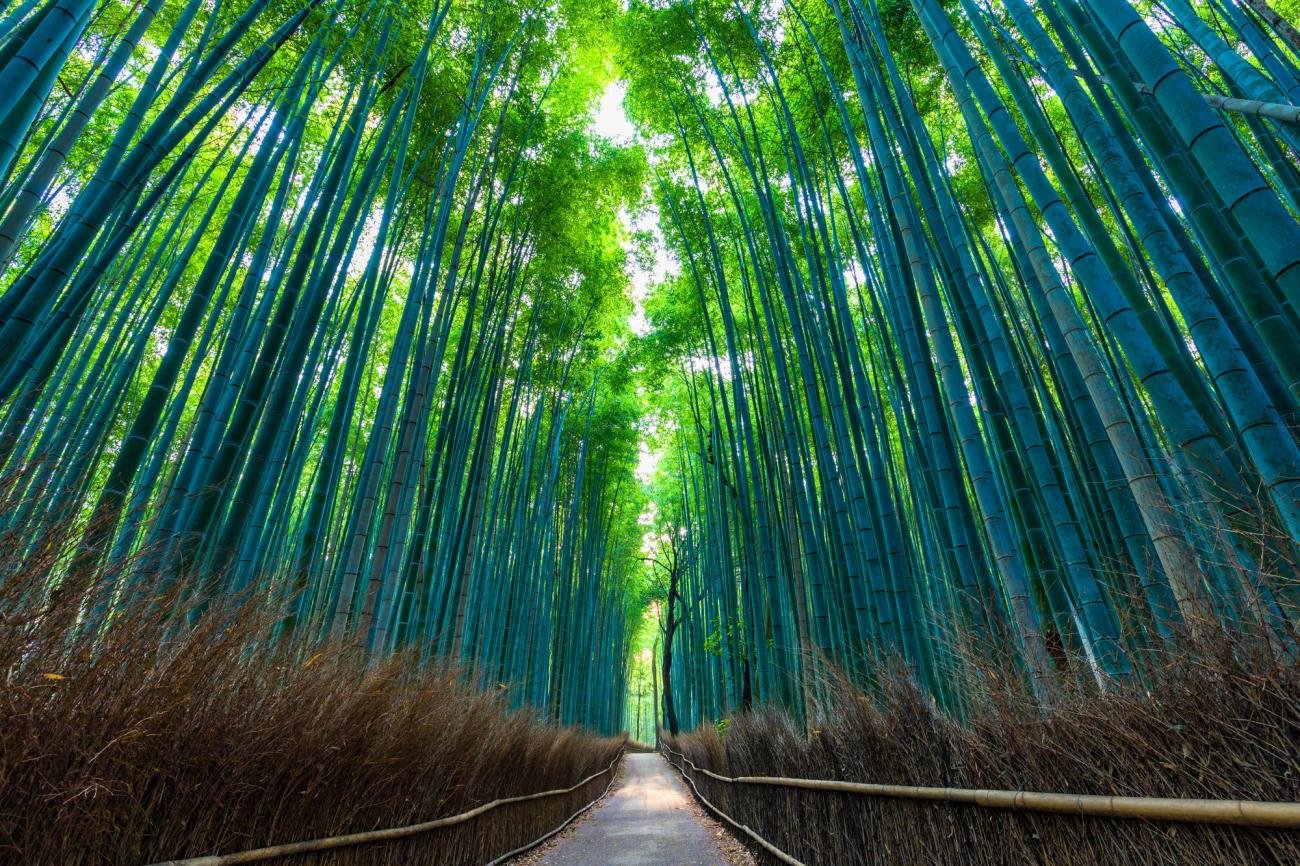 O caminho estreito do Floresta de Bambu de Arashiyama, cercado de bambus muito altos em ambos os lados.