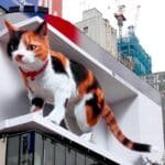Um gato gigante no letreiro 3D em Shinjuku.
