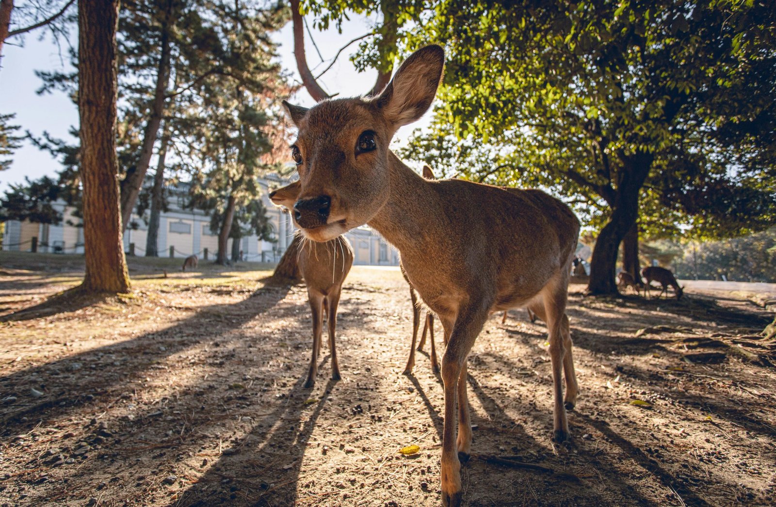 Um cervo se aproximando curioso da câmera, em Nara.