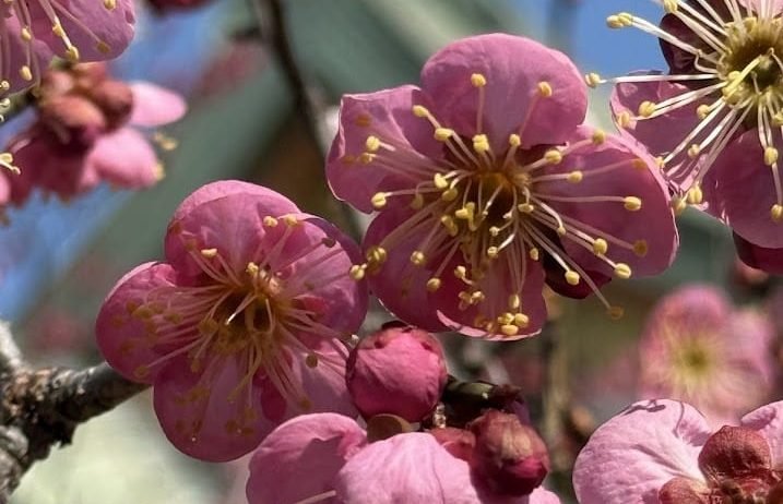 Close-up de uma flor de cerejeira.