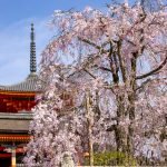 Sakura chorona em Kyoto