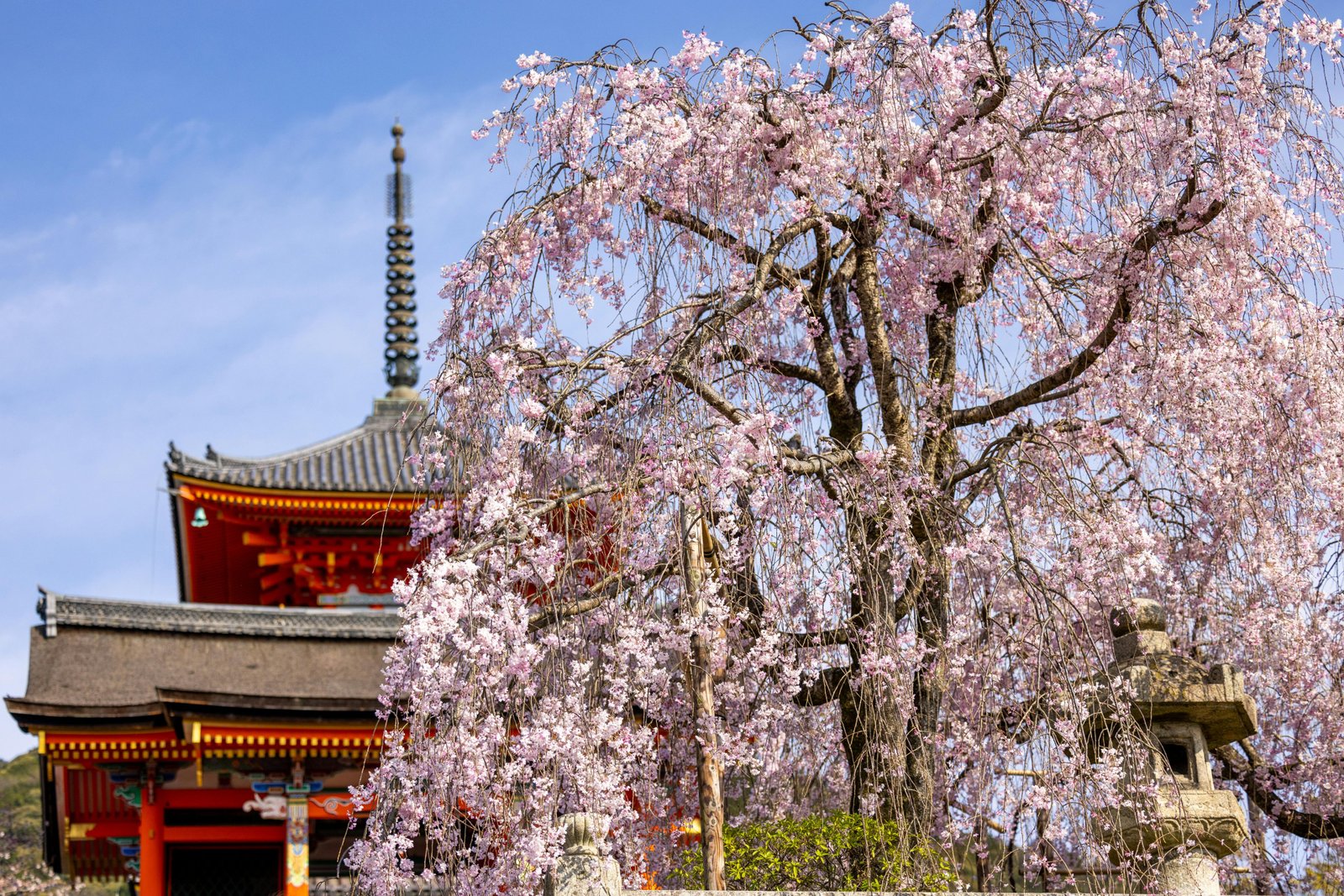 Sakura chorona em Kyoto